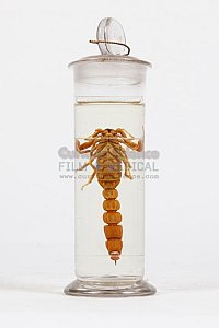 Scorpion in glass jar